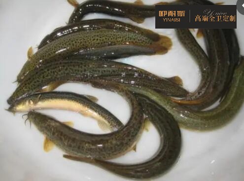 生物疏通法:泥鰍疏通地漏 生物疏通法:泥鰍疏通地漏